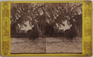 [Collection of Fifteen Original Albumen Stereoview Photographs of Florida from the America Illustrated Tropical Series].